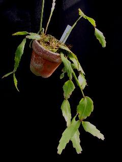Rhipsalis rhombea ̎ʐ^