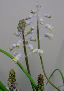 Lachenalia unifolia ̎ʐ^