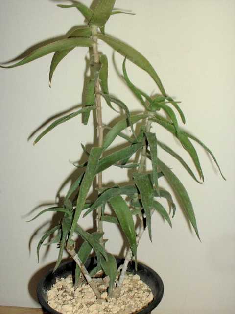 Aloe ciliaris ̎ʐ^