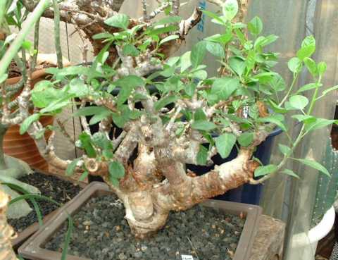 Bursera microphylla ̎ʐ^