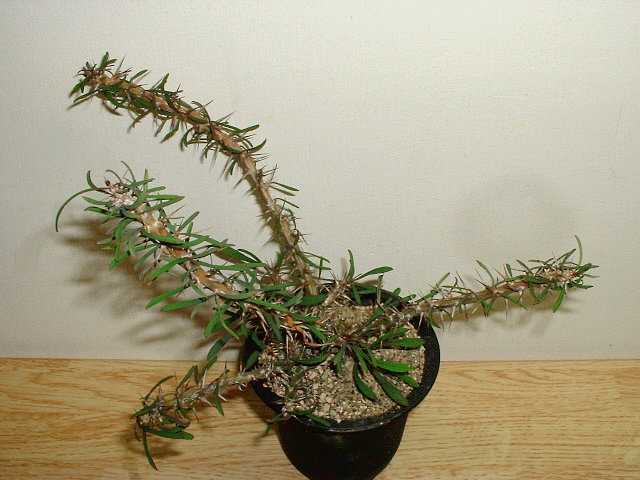 Euphorbia sakarahaensis ̎ʐ^
