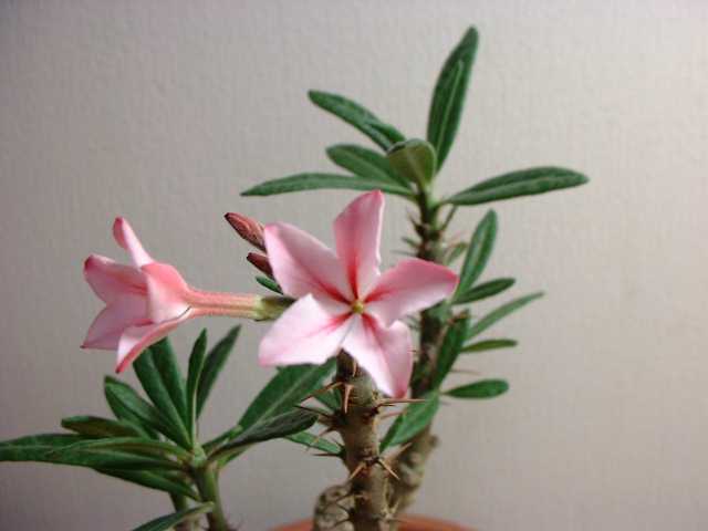 Pachypodium succulentum flower̎ʐ^