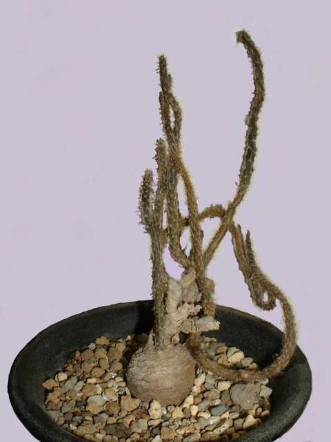 Pterocactus tuberosus ̎ʐ^