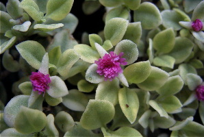 Aptenia cordifolia ̎ʐ^