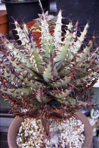 Aloe erinacea ̎ʐ^