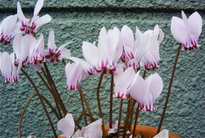 Cyclamen hederifolium ̎ʐ^
