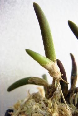Dendrobium lichenastrum var. prenticei ̎ʐ^