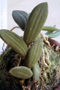 Dendrobium linguiforme ̎ʐ^