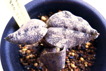 Oeceoclades roseovariegata ̎ʐ^