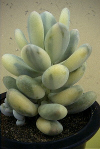 Pachyphytum oviferum varieg.̎ʐ^