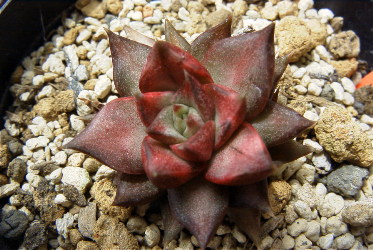 Echeveria purpusorum f. variegata ̎ʐ^