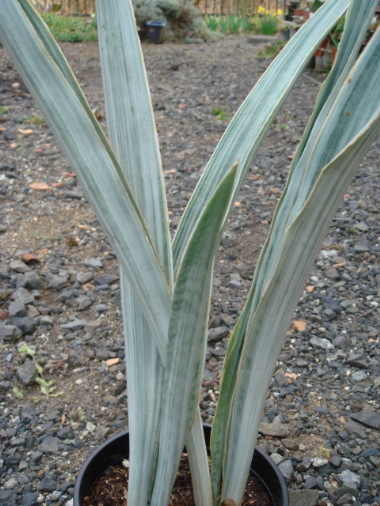 Sansevieria guineensis 'Alonyn' ̎ʐ^