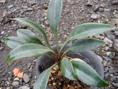 Sansevieria sp. 'Spoon Leaf' ̎ʐ^