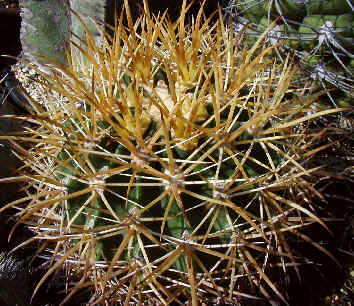 Ferocactus chrysacanthus ̎ʐ^
