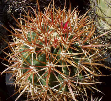 Ferocactus chrysacanthus red needle type̎ʐ^