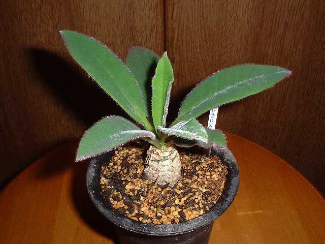 Euphorbia ankarensis ̎ʐ^