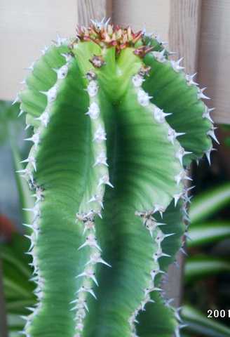 Euphorbia abyssinica ̎ʐ^