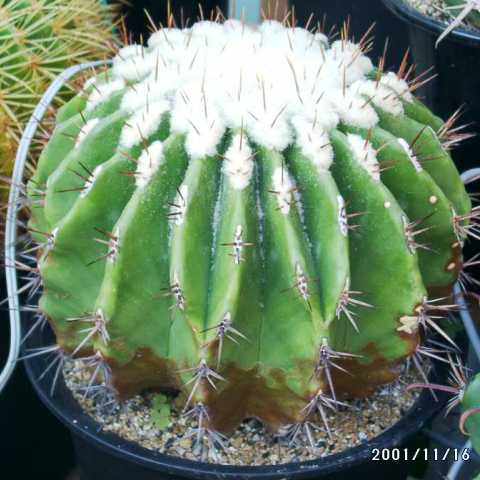 Echinocactus grandis ̎ʐ^