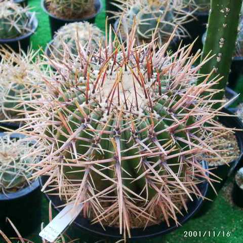Echinocactus palmeri ̎ʐ^