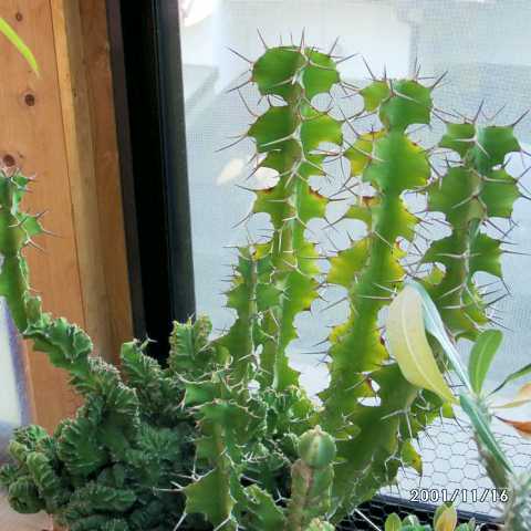 Euphorbia triangularis ̎ʐ^