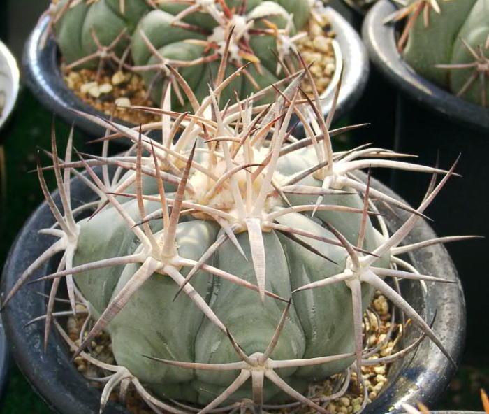 Echinocactus horizonthalonius var. nicolii ̎ʐ^