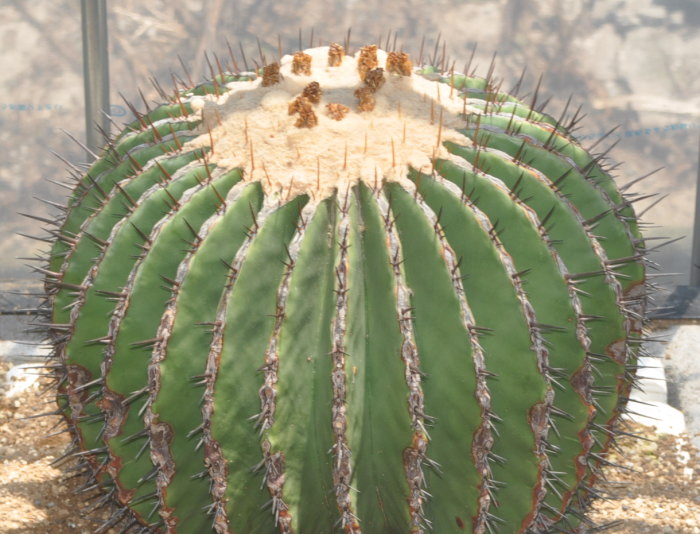 Echinocactus ingens ̎ʐ^
