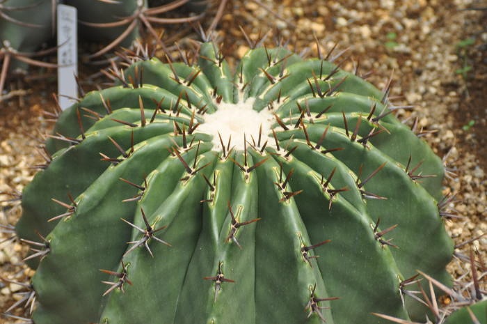 Echinocactus visnaga ̎ʐ^