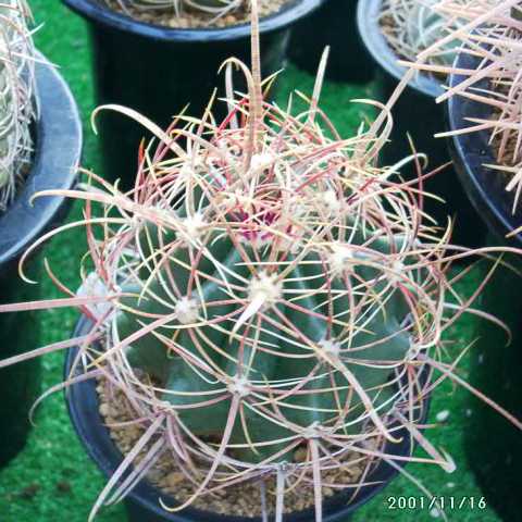 Ferocactus cylindraceus ̎ʐ^