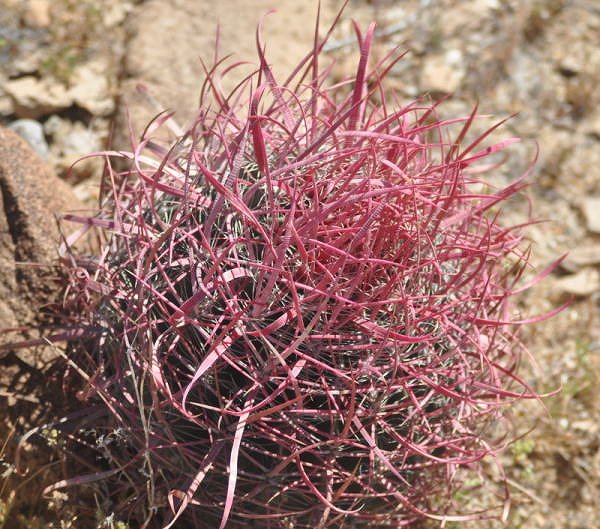 Ferocactus gracilis in habitat̎ʐ^