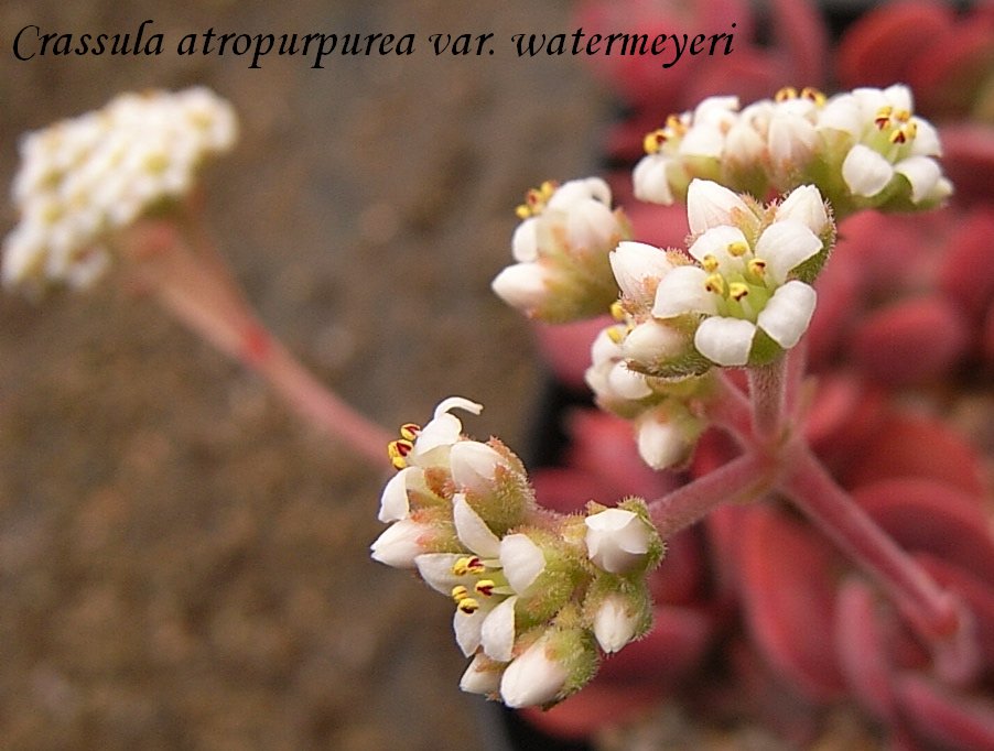 Crassula watermeyeri. flower