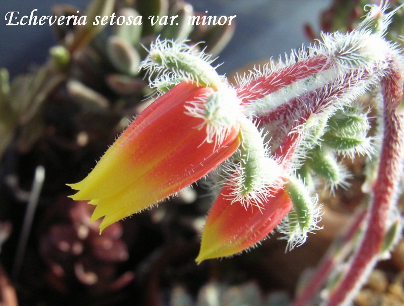 Echeveria setosa var. minor flower
