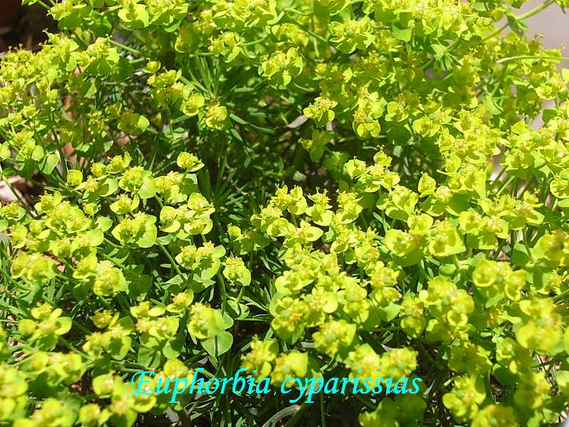 Euphorbia cyparissias 