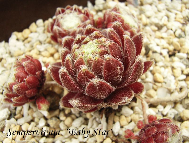 Sempervivum  'Baby Star' 