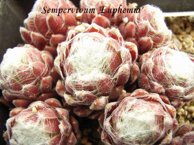 Sempervivum  'Euphemia' 