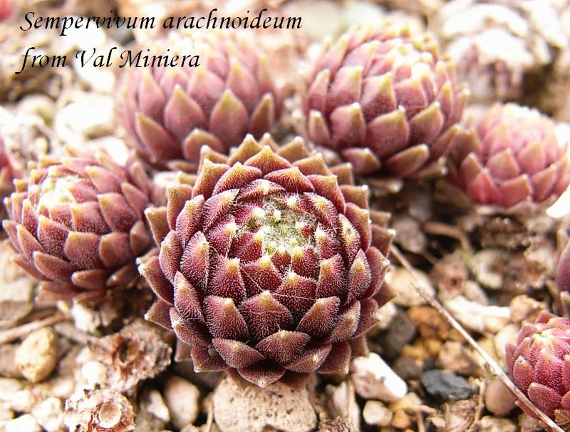 Sempervivum arachnoideum from Val Miniera 