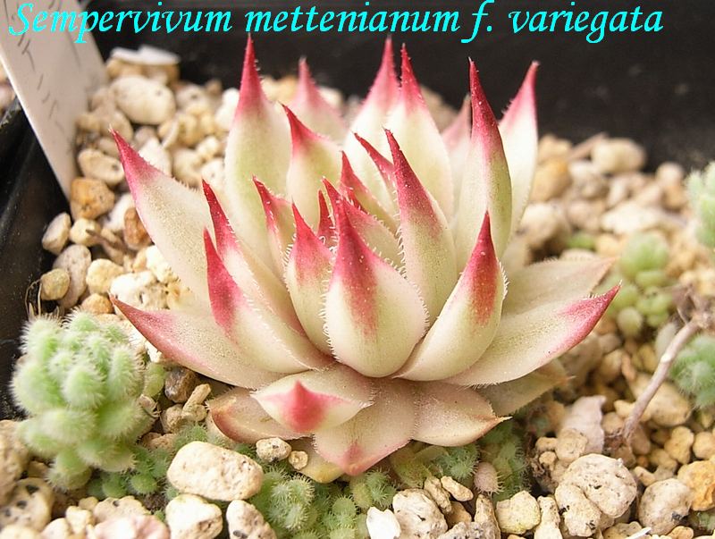 Sempervivum mettenianum 