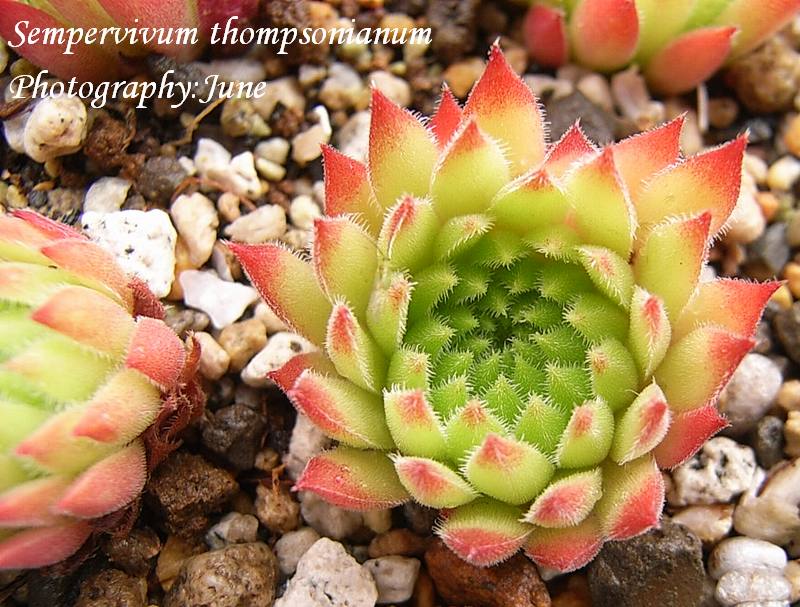 Sempervivum thompsonianum 
