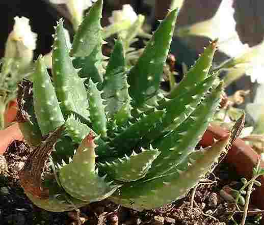 Aloe brevifolia ̎ʐ^