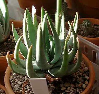 Aloe krapohliana ̎ʐ^