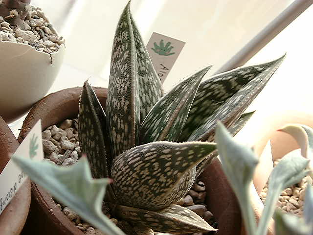 Aloe sladeniana ̎ʐ^