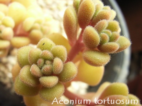 Aeonium tortuosum 