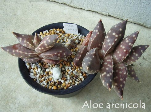 Aloe arenicola ̎ʐ^