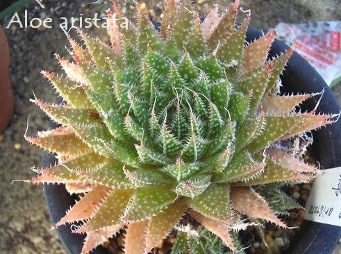 Aloe aristata ̎ʐ^