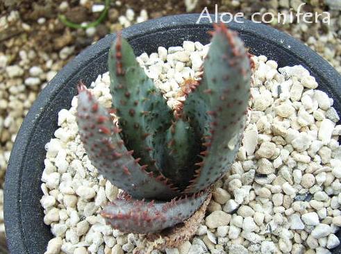Aloe conifera ̎ʐ^