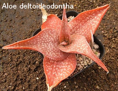 Aloe deltoideodontha ̎ʐ^