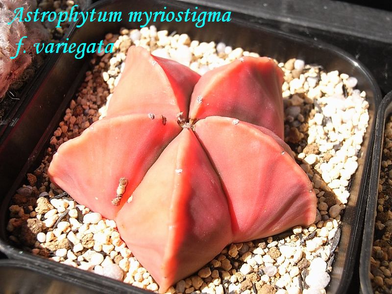 Astrophytum myriostigma 'KOUYOU' 