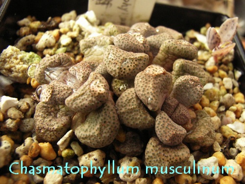 Chasmatophyllum musculinum ̎ʐ^