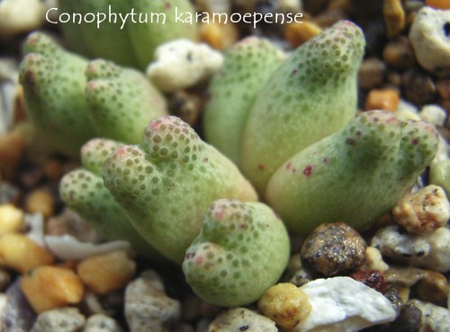 Conophytum karamoepense ̎ʐ^