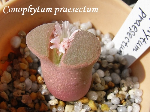 Conophytum praesectum ̎ʐ^