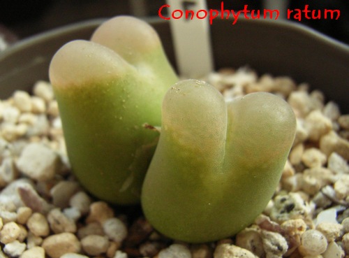 Conophytum ratum 